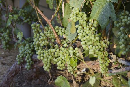 green vine ripening, on the groundの写真素材