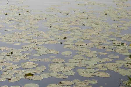 water lilies on water, in good weatherの写真素材