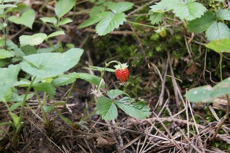 forest strawberry among the grassの写真素材