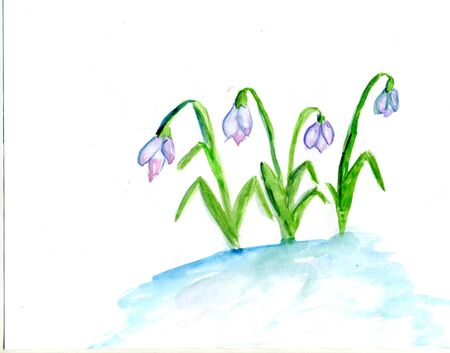four small watercolor snowdrops, on white backgroundの写真素材