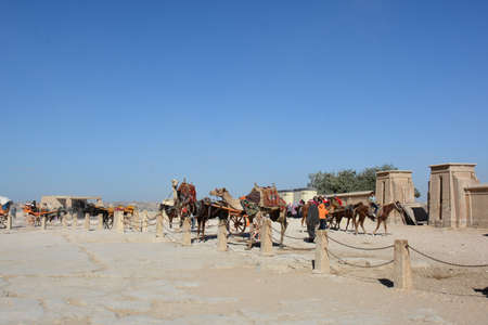 GIZA/EGYPT, NOVEMBER 30, 2018: two camels and a horse, for tourist riding, with tourists in the farのeditorial素材
