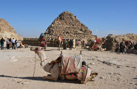 GIZA/EGYPT, NOVEMBER 30, 2018: a camel lying in front of the pyramid, with tourists in the far