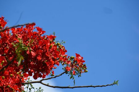 three branches of the flame tree, in blossom, over the cloudy skyの写真素材