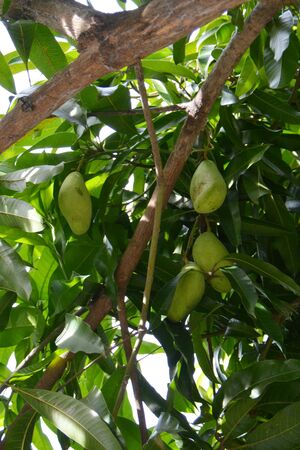 closeup of ripening mango in the shadows, on the branchの写真素材