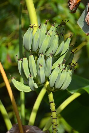 many green bananans in rows, growing on the treeの写真素材