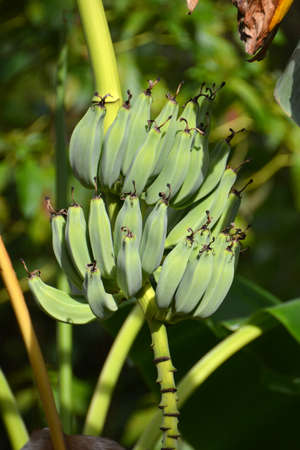 two bunches of babanas growing on the tree, unripeの写真素材