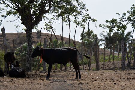 cow with a red ribbon outside, feedingの写真素材
