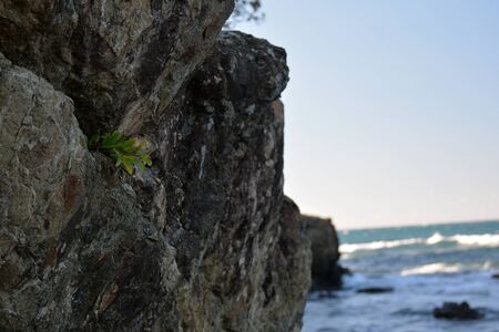 cliff at the sea, with the small plant growingの写真素材