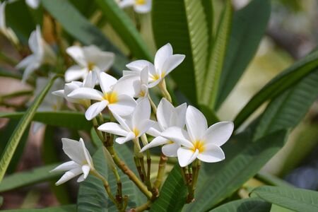 bunch of yellow and white flowers of medlar, on the treeの写真素材