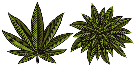 Vector illustration of cannabis leafs on the white backgroundのイラスト素材