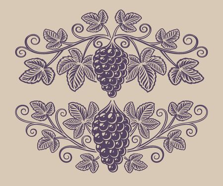 intage illustration of a grape branch on the white background. Design element for alcohol branding.のイラスト素材