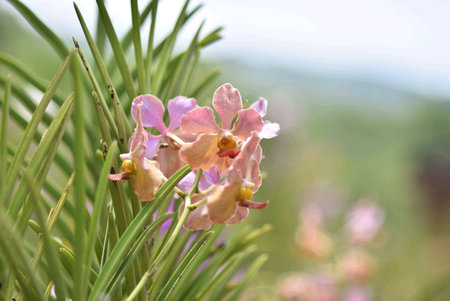 Orchids