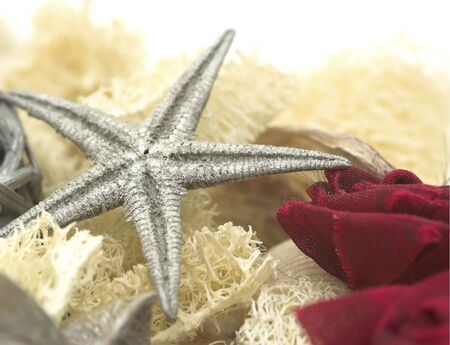 Starfish Backgroundの写真素材