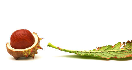 Horse Chestnutの写真素材