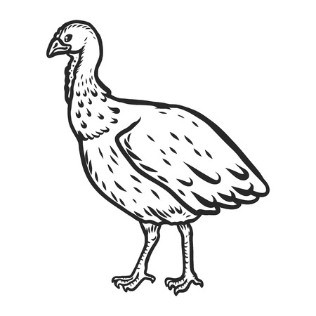Turkey cock female icon. Hand drawn illustration of turkey cock female vector icon for web designのイラスト素材