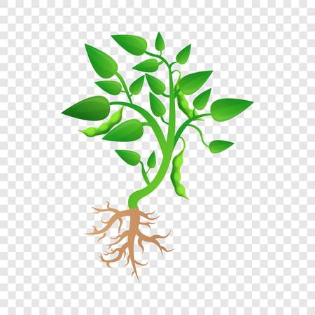 Soybean plant grow up icon. Cartoon of soybean plant grow up vector icon for web design for web designのイラスト素材