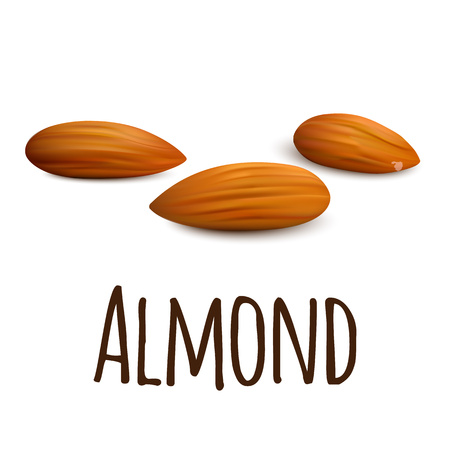 Almond icon. Realistic illustration of almond vector icon for web design isolated on white backgroundのイラスト素材