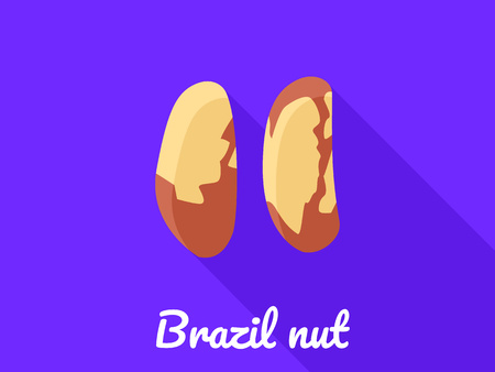 Brazil nut icon. Flat illustration of brazil nut vector icon for web designのイラスト素材