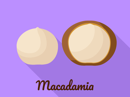 Macadamia icon. Flat illustration of macadamia vector icon for web designのイラスト素材
