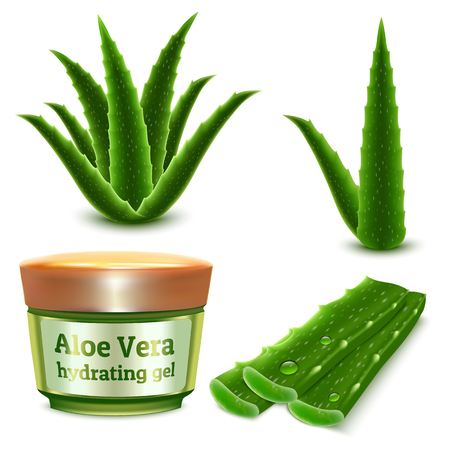 Aloe icons set. Realistic set of aloe vector icons for web design isolated on white backgroundのイラスト素材