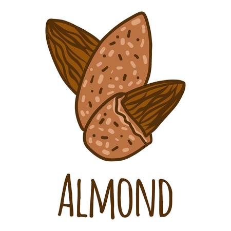 Almond icon. Hand drawn illustration of almond vector icon for web designのイラスト素材