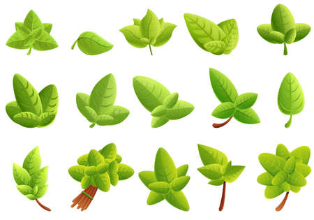 Basil icons set. Cartoon set of basil vector icons for web designのイラスト素材