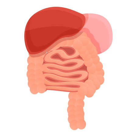 Digestion body system icon. Cartoon of digestion body system vector icon for web design isolated on white backgroundのイラスト素材
