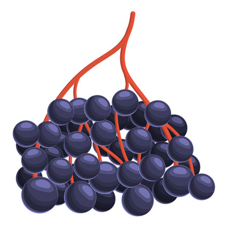 Ripe elderberry icon, cartoon styleのイラスト素材