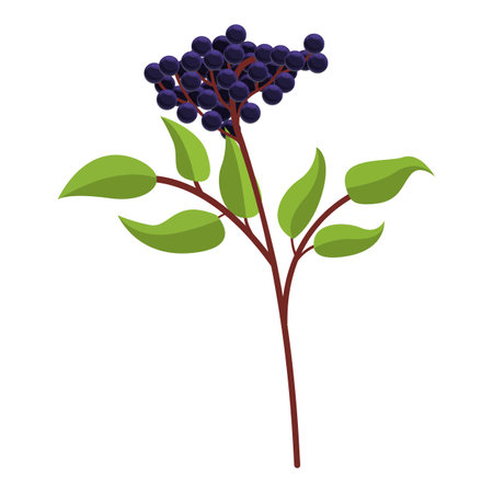 Wild elderberry icon, cartoon styleのイラスト素材