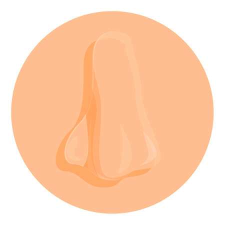 Nose organ icon. Cartoon of nose organ vector icon for web design isolated on white backgroundのイラスト素材