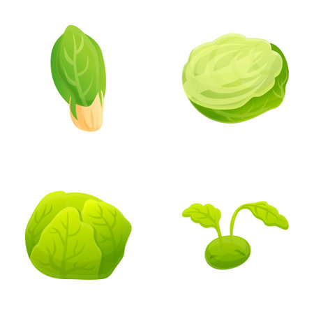 Different cabbage icons set cartoon vector. Fresh chinese and white cabbage. Organic farm vegetableのイラスト素材