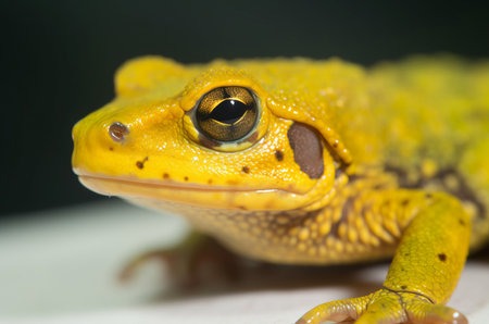 Yellow toad closeup photo. Wildlife venom amphibian poison frog species. Generate aiの素材