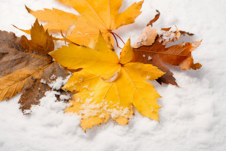 Autumn yellow leaves on snow. Fallen trees foliage on winter frost ground. Generate aiの素材