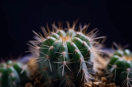 Cactus plant closeup. Botanical sharp natural exotic plant with spikes. Generate aiの素材