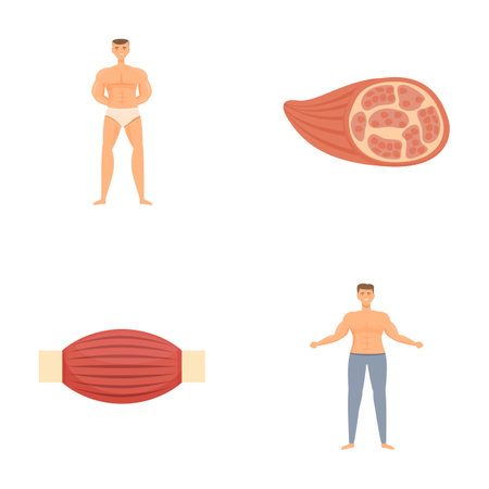 Set of detailed illustrations showcasing human muscular system and isolated muscle anatomyのイラスト素材