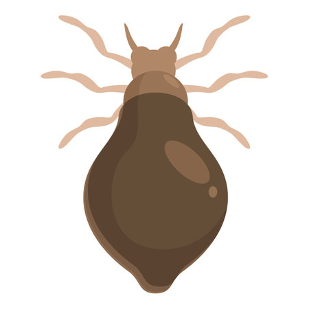 Deer ked is showing its large abdomen with tiny head and legsのイラスト素材