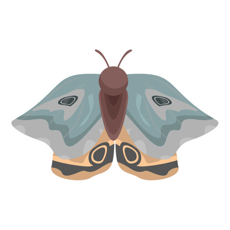 Giant silk moth with blue and grey patterned wings spreading them while standing on a white backgroundのイラスト素材