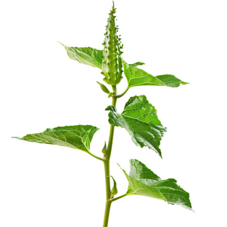 Vivid green plant with luscious leaves and stem, perfectly isolated with a transparent checkered backgroundの素材