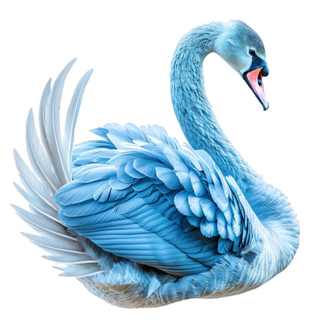 Blue swan is spreading its wings, revealing its beautiful blue and white plumageの素材