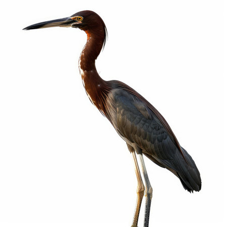Profile of reddish egret standing against white background, showcasing its elegant posture and distinctive reddish brown plumageの素材