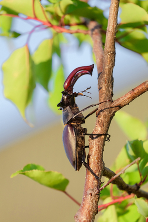Male stag beetle climbing up on a tree branchの写真素材