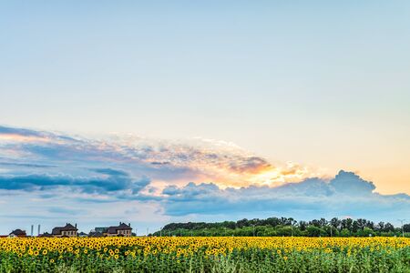Suburban landscape. Sunset in the spacious sky over the blooming sunflowers field. Belgorod region, Russia.の写真素材