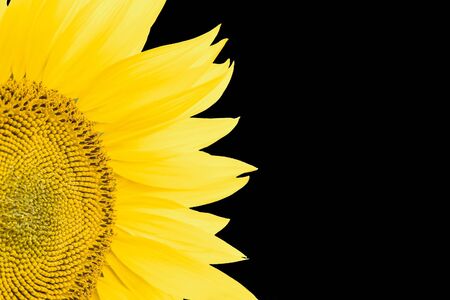 Fragment of blooming sunflower closeup isolated on a black background. Agricultural background with copy space.の写真素材