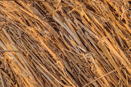 Roll of hay close-up. Vegetable natural texture bale of straw, agricultural fodder billet.の写真素材