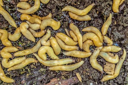 Colony of yellow slugs. Garden pests.