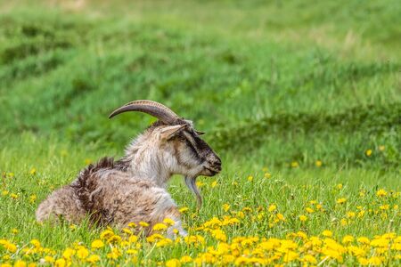 Horny goat lying on a green meadow. Natural rural background with limited depth of field.の写真素材