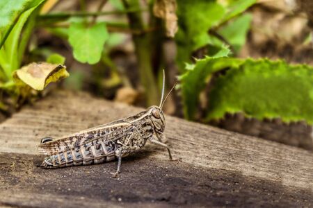 Calliptamus italicus. Crippled big brown locust in the wild.