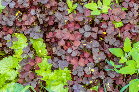 Natural foliage background of the garden herbs. Purple Shamrock in wild herbs cover.の写真素材