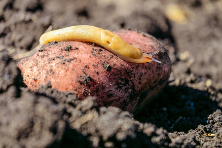 Brown garden pest slug crawling on a tuber of young potatoesの写真素材