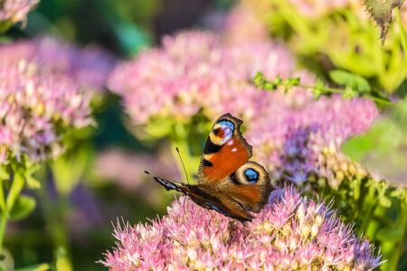 Peacock butterfly on a flowers. Colorful natural background with limited depth of field.の写真素材